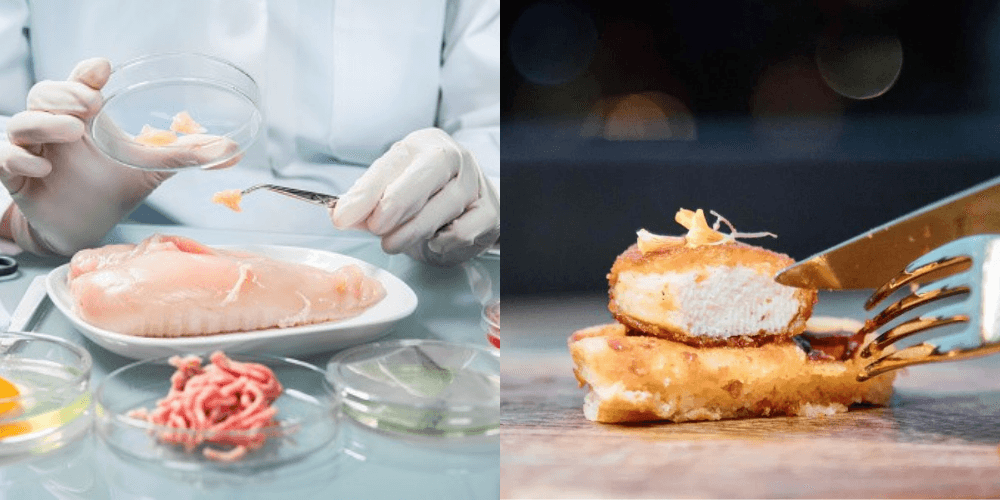 A dish featuring lab-grown chicken, an alternative protein source