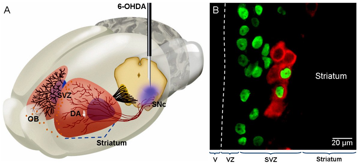 Neural map showing dopamine pathways in the nucleus accumbens